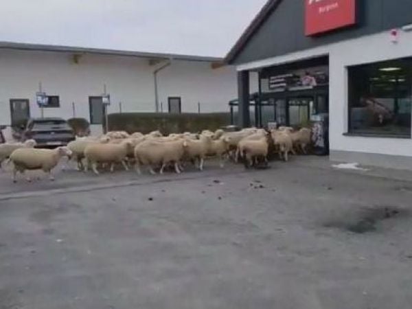50 ovejas asaltaron supermercado en Alemania