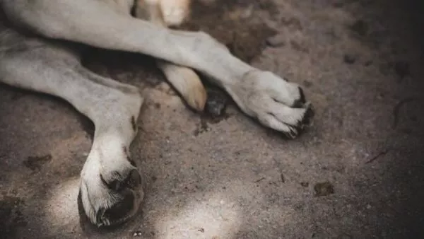 Patitas de perro tendidas en el pavimento.