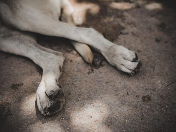 Patitas de perro tendidas en el pavimento.