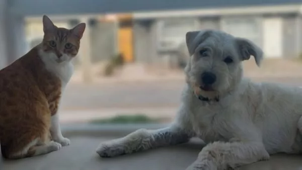 Los 10 nombres de mascotas más usados en Chile