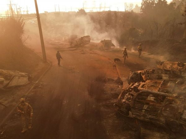 Peuco tras incendios forestales