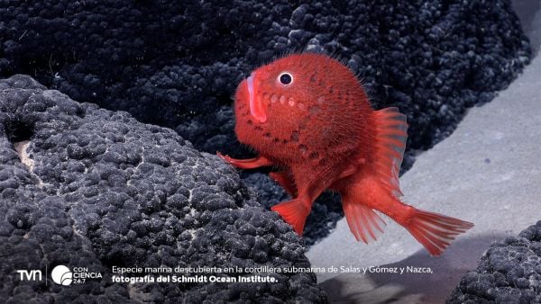 Animales de la cordillera submarina de Salas y Gómez, zona clave para la conservación de la biodiversidad marina en alta mar protegida por el Tratado BBNJ.