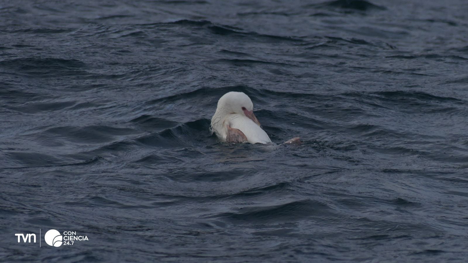 Pingüino de Humboldt albino en el Biobío.