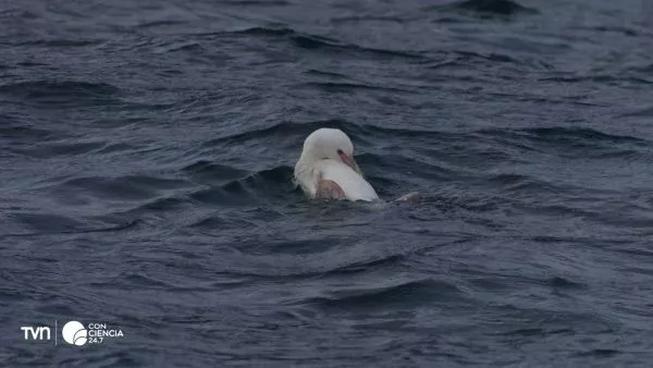 Pingüino de Humboldt albino en el Biobío.
