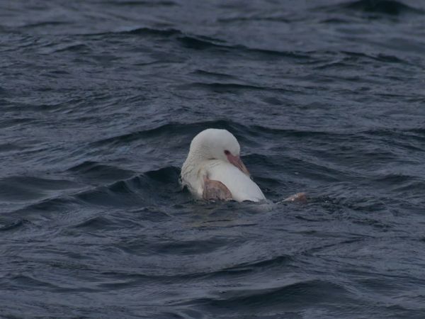 Pingüino de Humboldt albino en el Biobío.