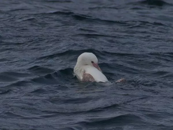 Pingüino de Humboldt albino en el Biobío.