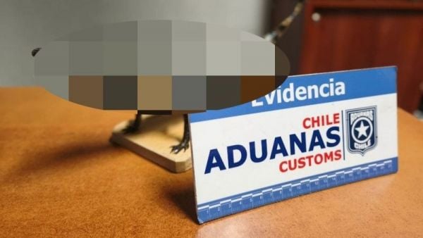 Aduanas encuentra yacaré disecado en equipaje