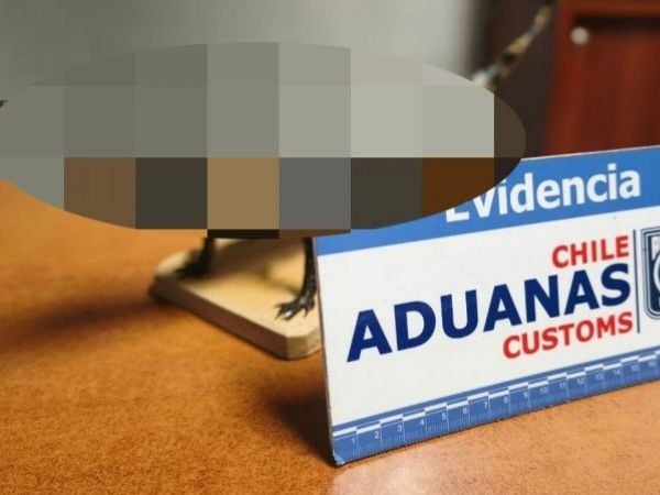 Aduanas encuentra yacaré disecado en equipaje