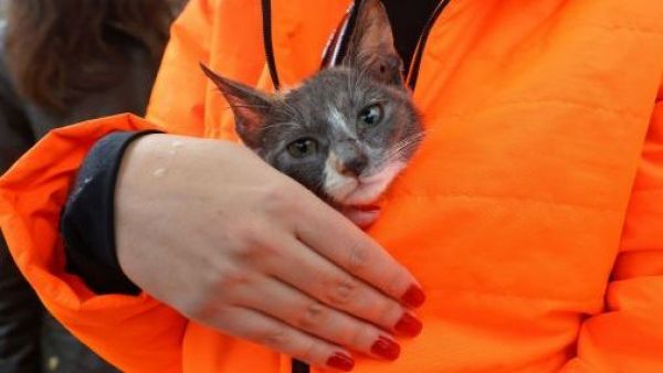 Lanzan sitio web para buscar mascotas perdidas en incendios forestales en Biobío y Ñuble