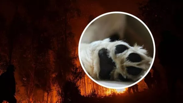 Relato de hombre que perdió sus seis perros