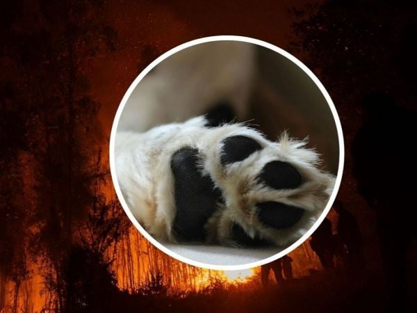 Relato de hombre que perdió sus seis perros