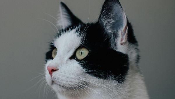 Gato. Foto referencial.