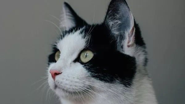 Gato. Foto referencial.