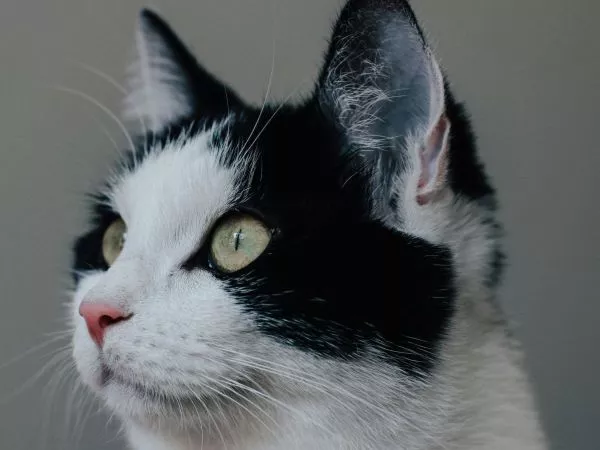 Gato. Foto referencial.