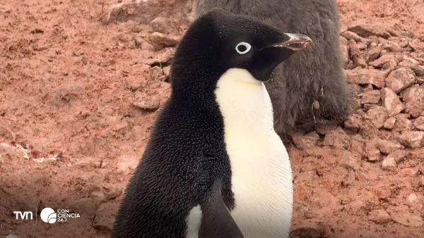 Chile confirma presencia de influenza aviar en la Antártica.