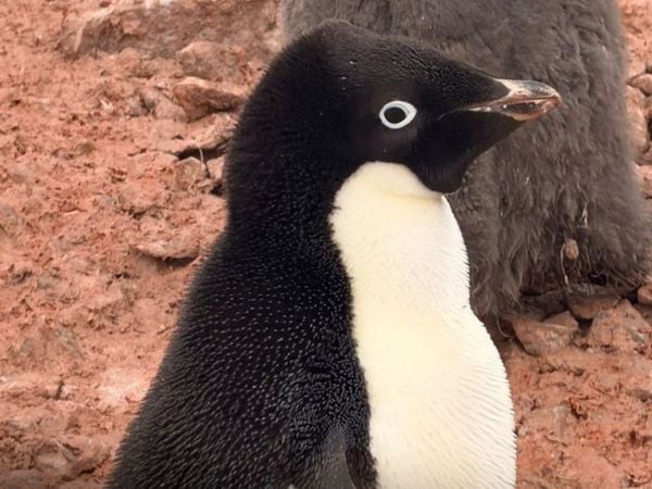 Chile confirma presencia de influenza aviar en la Antártica.