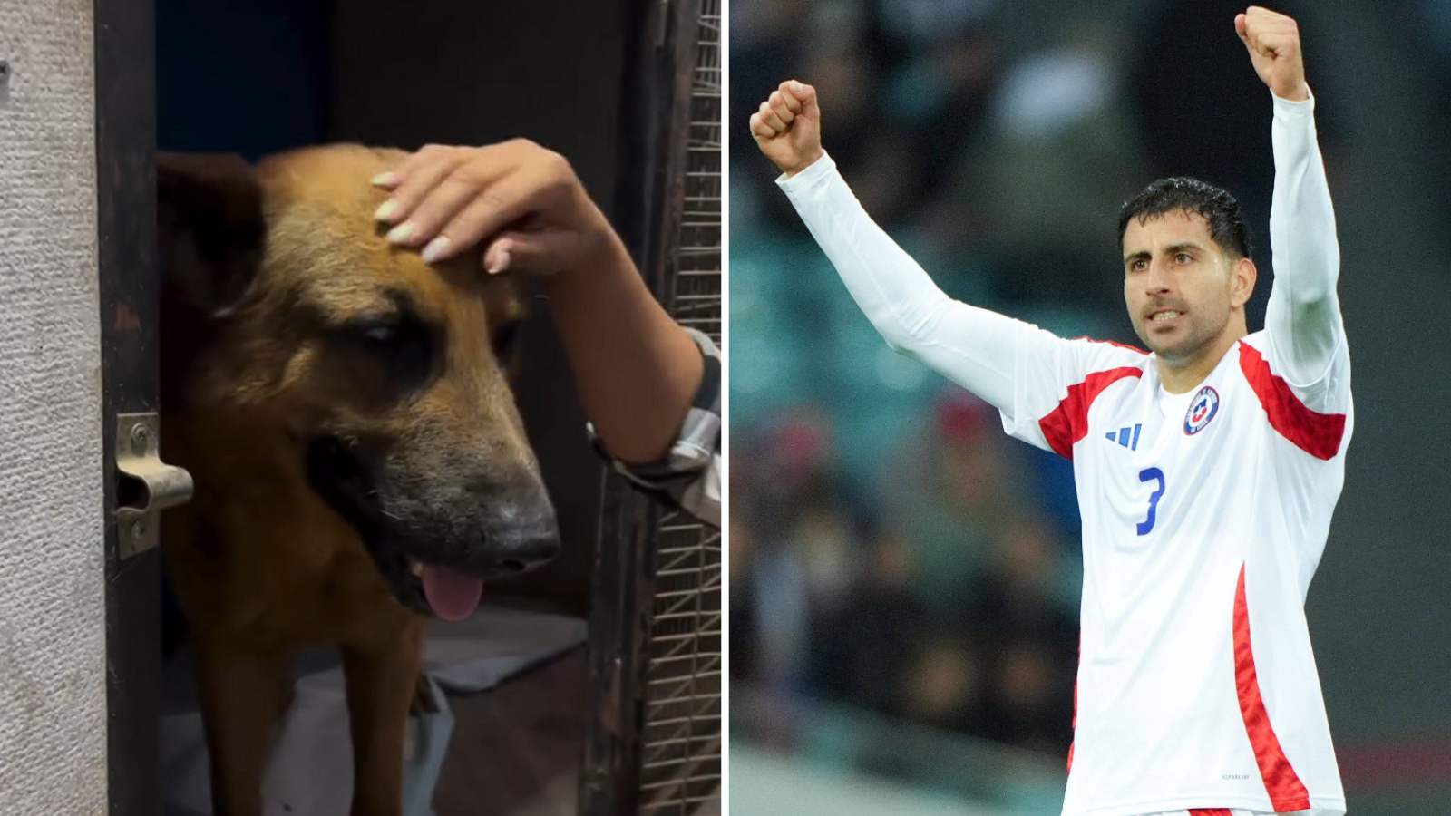 Pastorcito, perro que su familia rechazó tras los incendios, y Guillermo Maripán jugando por la Selección Chilena