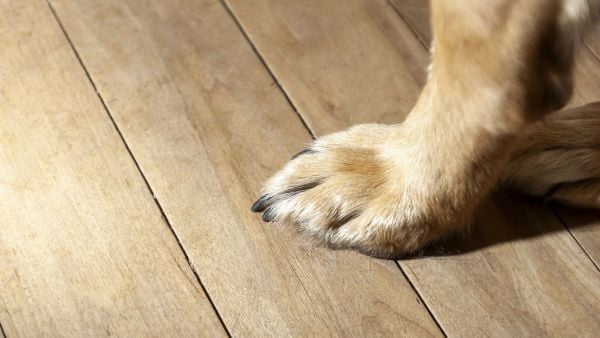 Captan a hombre ahogando a cachorros en un balde