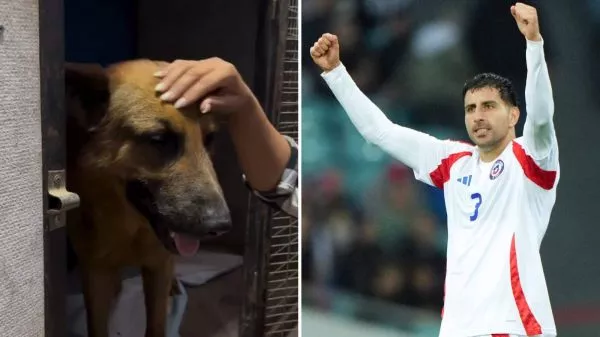 Pastorcito, perro que su familia rechazó tras los incendios, y Guillermo Maripán jugando por la Selección Chilena