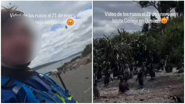 Turistas rusos molestan a pingüinos en Magallanes