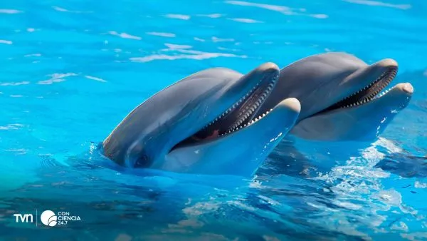 Animales siendo felices.