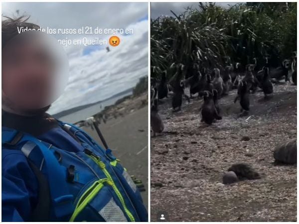Turistas rusos molestan a pingüinos en Magallanes