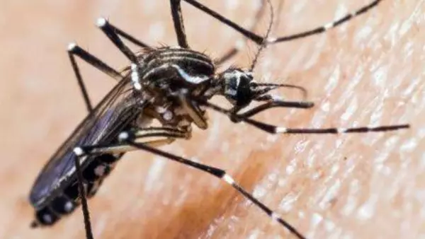 Mosquito aedes aegypti.