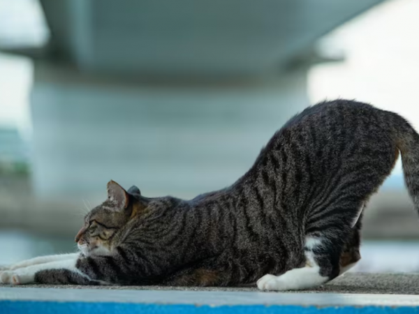 Este es el motivo detrás de que tu gato se estire al verte después de un largo día