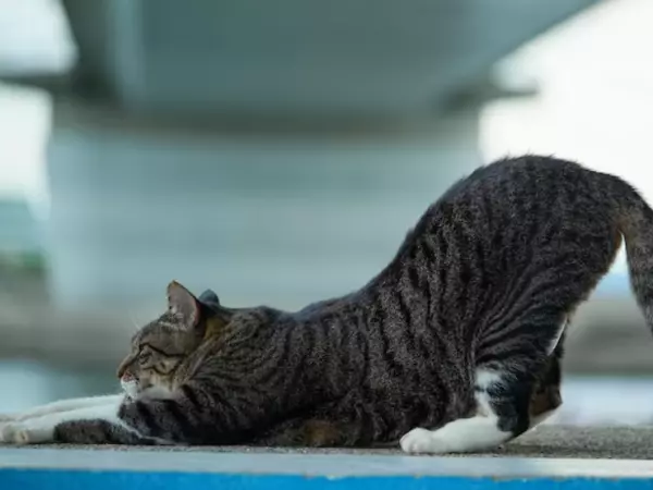 Este es el motivo detrás de que tu gato se estire al verte después de un largo día