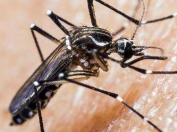 Mosquito aedes aegypti.