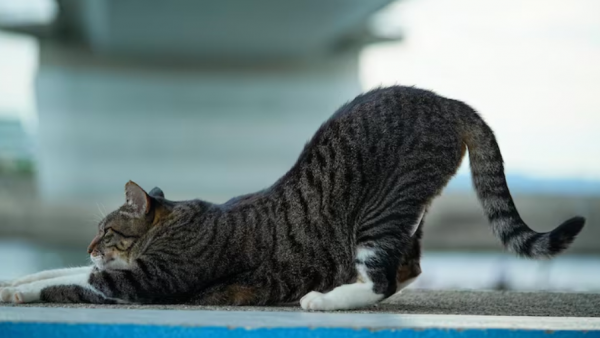 Este es el motivo detrás de que tu gato se estire al verte después de un largo día