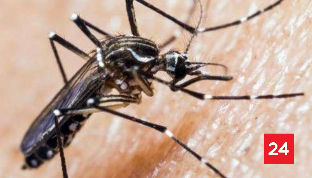 Minsal revela sospecha de hallazgo de mosquito transmisor del dengue en ...