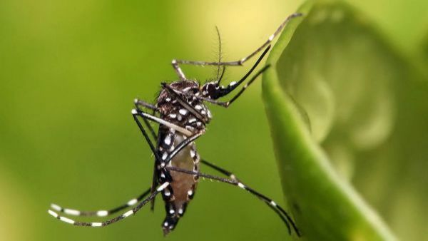 Minsal confirma hallazgo de mosquito que transmite dengue y fiebre amarilla