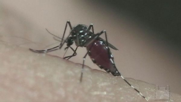 Mosquito Aedes Aegypti