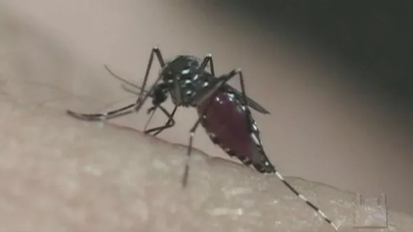 Mosquito Aedes Aegypti