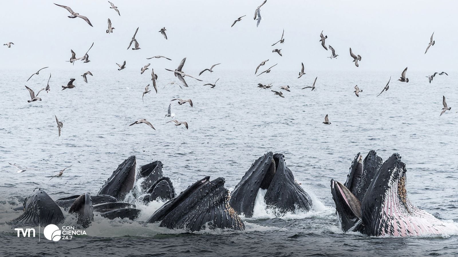 Ballena jorobada cazando en grupo.