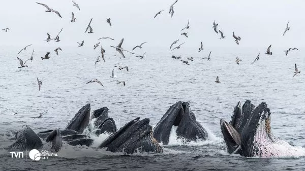 Ballena jorobada cazando en grupo.