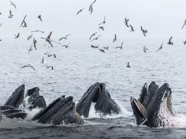 Ballena jorobada cazando en grupo.