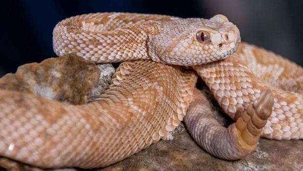 Serpiente cascabel. Foto referencial.