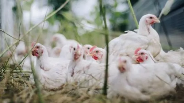 Empresa chilena avícola cierra sus puertas tras 68 años