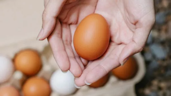 Cierra empresa avícola chilena.