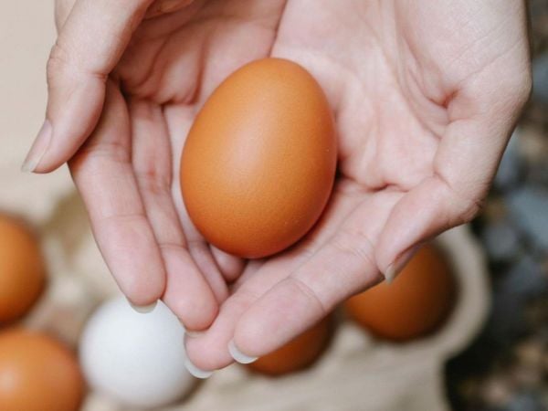 Cierra empresa avícola chilena.