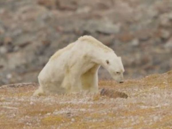 ¿Están comiendo bien los osos polares?