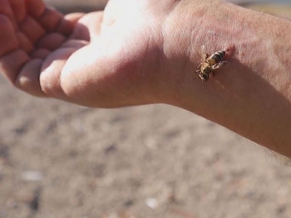 ¿Cómo una picadura de abeja puede provocar un shock anafiláctico?