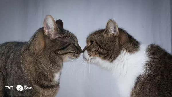 Mamíferos se tocan nariz con nariz.