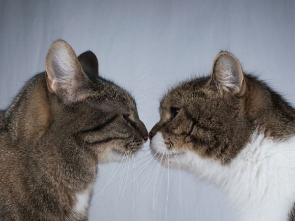 Mamíferos se tocan nariz con nariz.