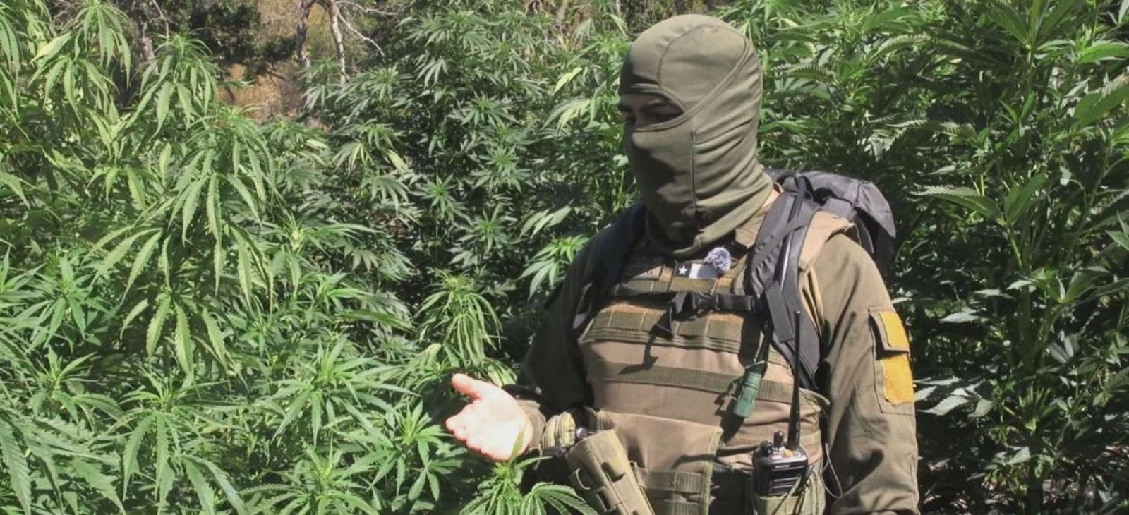 La lucha contra el narco y las plantaciones de marihuana