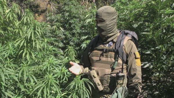 La lucha contra el narco y las plantaciones de marihuana
