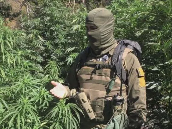 La lucha contra el narco y las plantaciones de marihuana