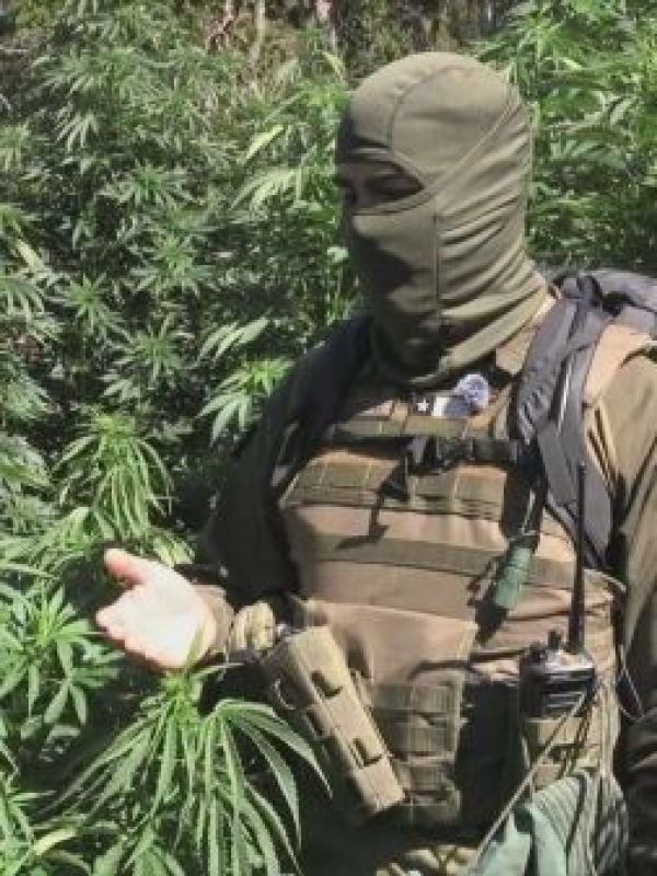 La lucha contra el narco y las plantaciones de marihuana
